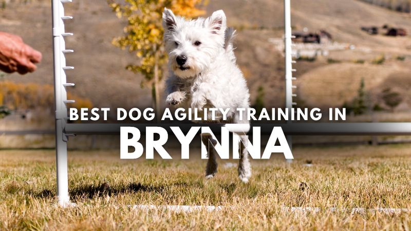 Best Dog Agility Training in Brynna