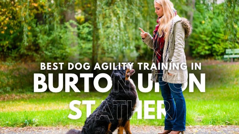 Best Dog Agility Training in Burton Upon Stather