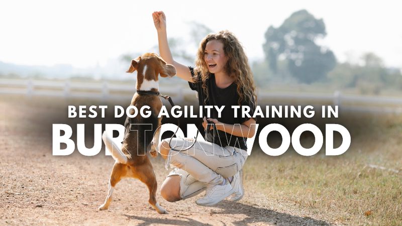 Best Dog Agility Training in Burtonwood
