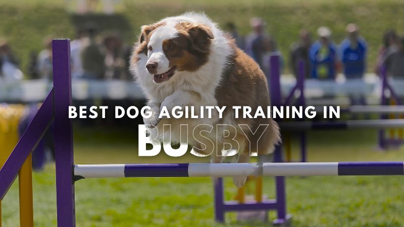Best Dog Agility Training in Busby
