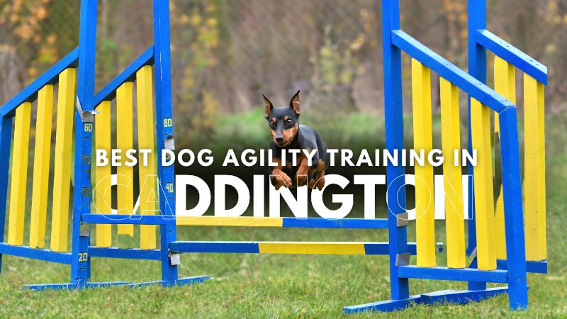 Best Dog Agility Training in Caddington