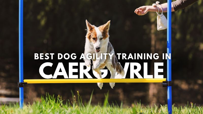 Best Dog Agility Training in Caergwrle