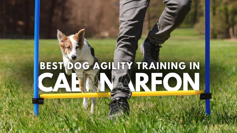 Best Dog Agility Training in Caernarfon