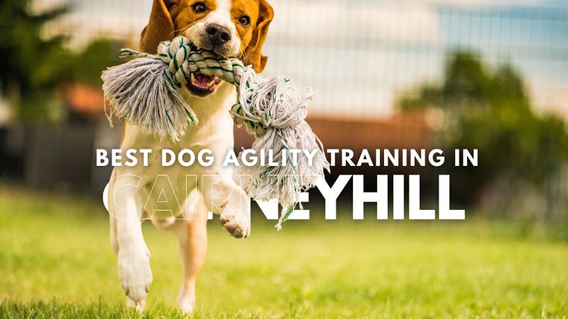 Best Dog Agility Training in Cairneyhill