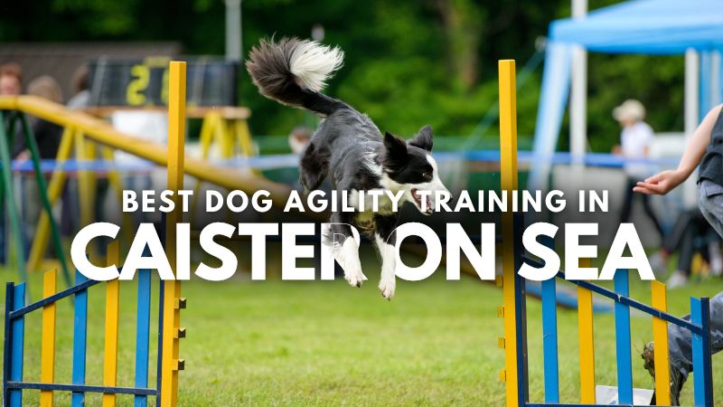 Best Dog Agility Training in Caister On Sea