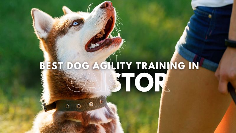 Best Dog Agility Training in Caistor