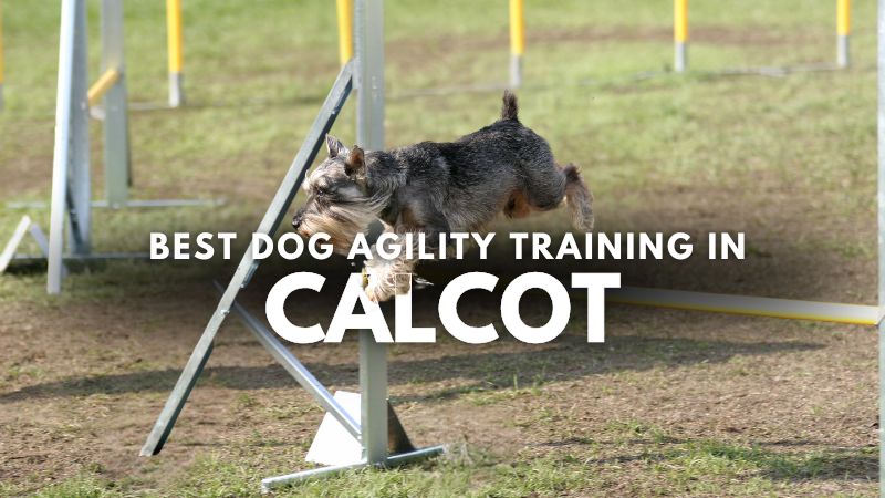 Best Dog Agility Training in Calcot