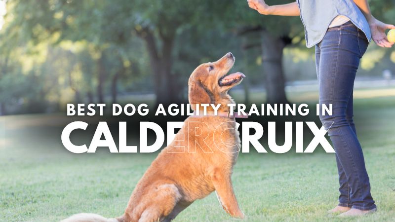 Best Dog Agility Training in Caldercruix