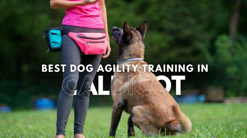 Best Dog Agility Training in Caldicot