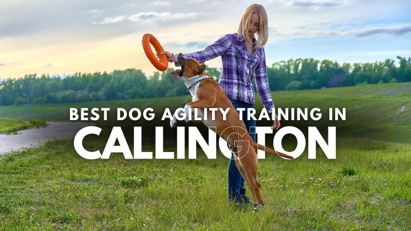 Best Dog Agility Training in Callington