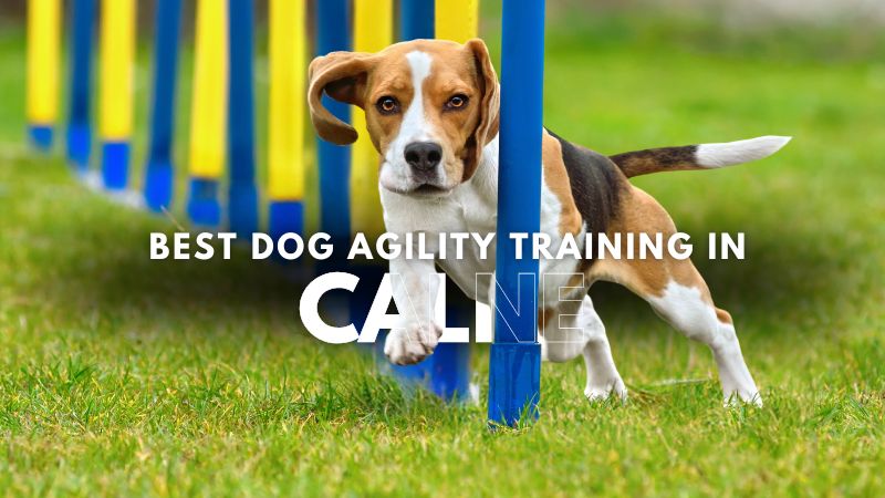 Best Dog Agility Training in Calne