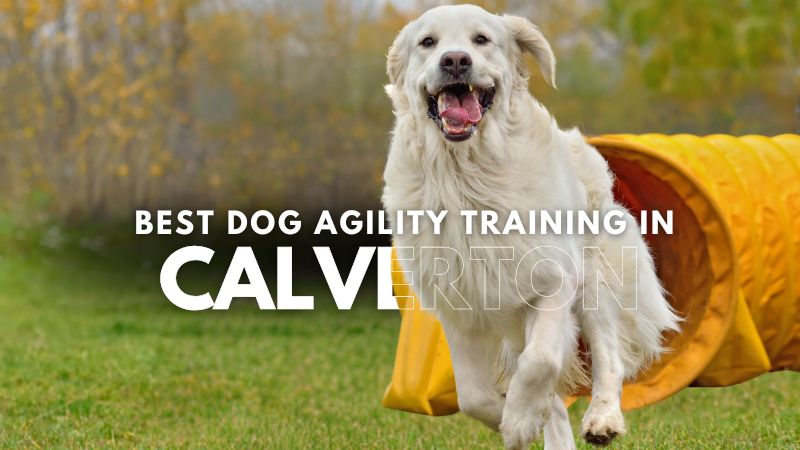 Best Dog Agility Training in Calverton