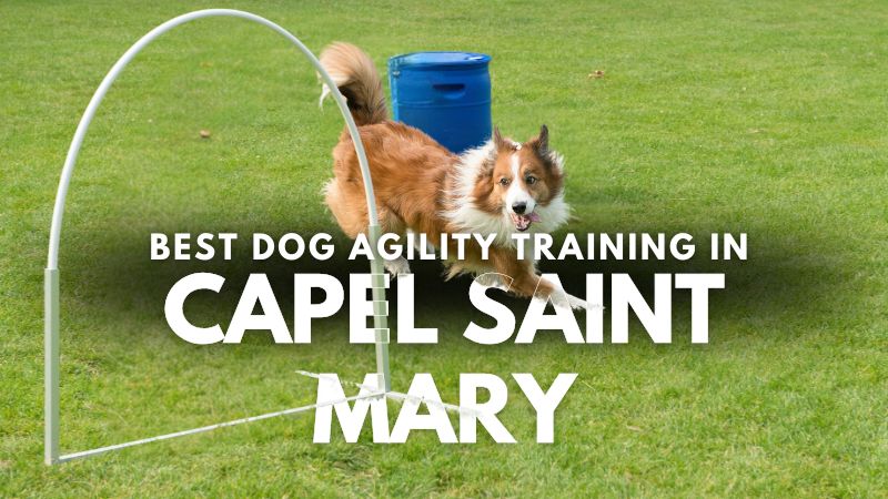 Best Dog Agility Training in Capel Saint Mary