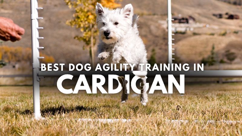 Best Dog Agility Training in Cardigan