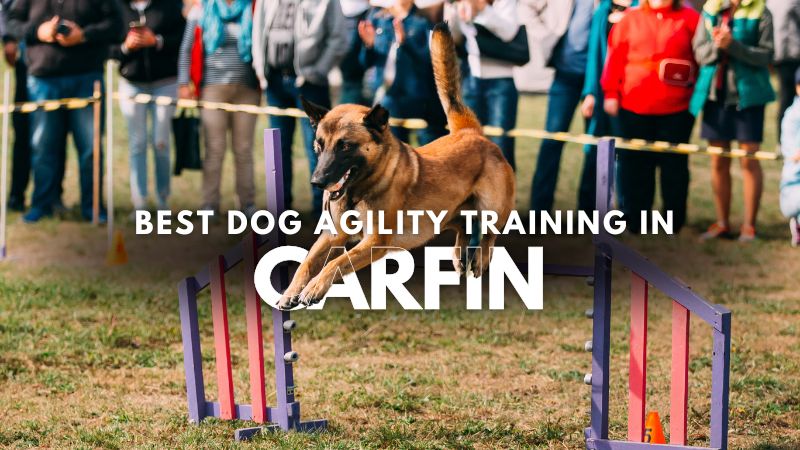 Best Dog Agility Training in Carfin