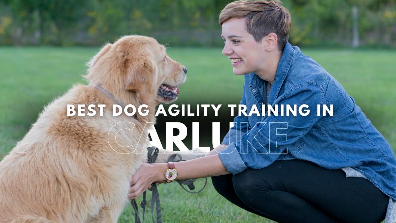 Best Dog Agility Training in Carluke