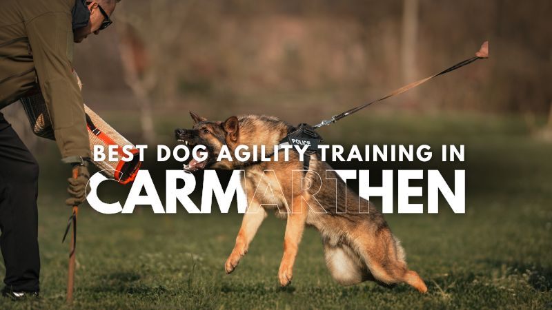 Best Dog Agility Training in Carmarthen