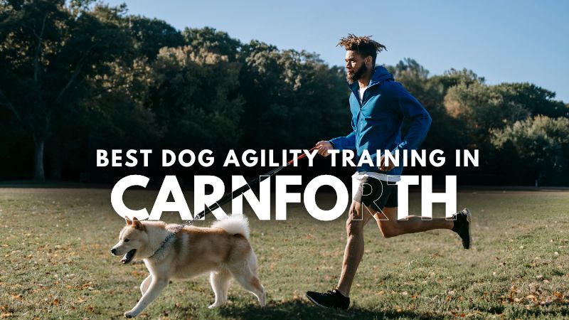 Best Dog Agility Training in Carnforth