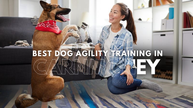 Best Dog Agility Training in Carnmoney