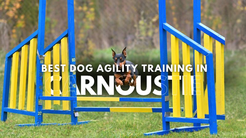 Best Dog Agility Training in Carnoustie