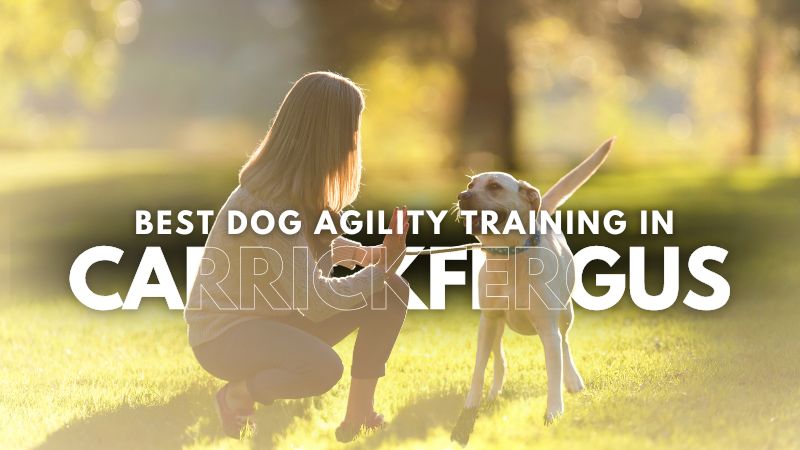 Best Dog Agility Training in Carrickfergus