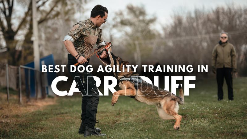 Best Dog Agility Training in Carryduff