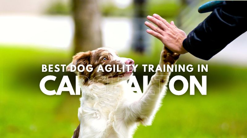 Best Dog Agility Training in Carshalton