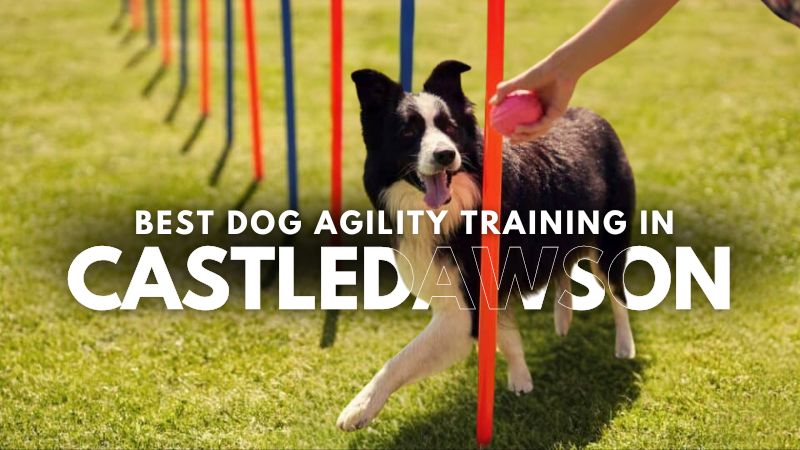 Best Dog Agility Training in Castledawson