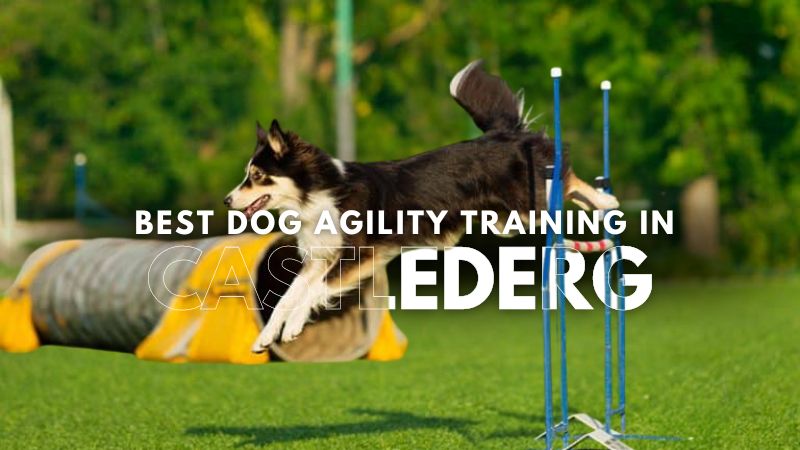 Best Dog Agility Training in Castlederg