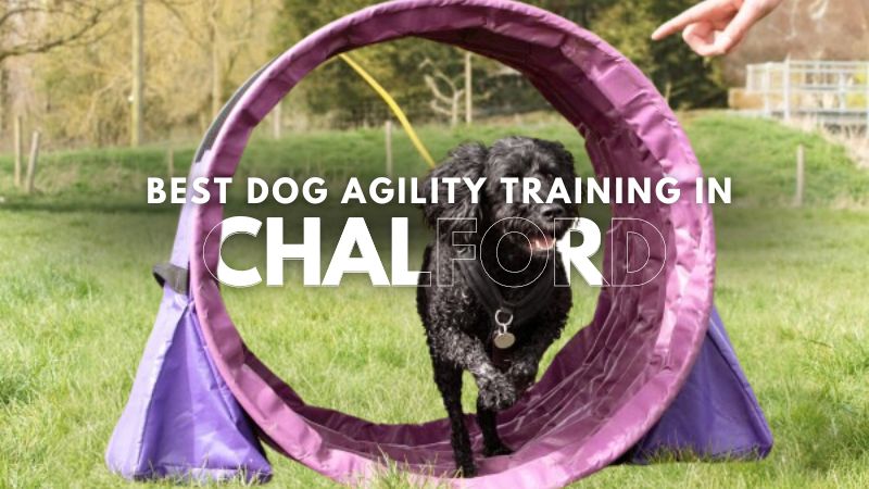 Best Dog Agility Training in Chalford