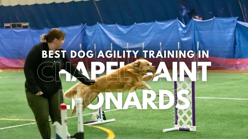 Best Dog Agility Training in Chapel Saint Leonards