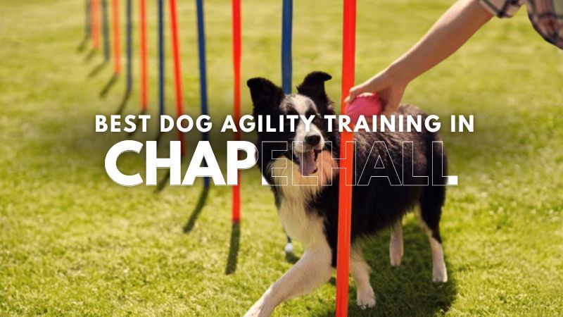 Best Dog Agility Training in Chapelhall