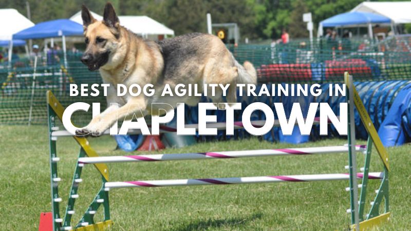 Best Dog Agility Training in Chapletown