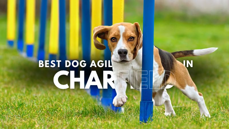 Best Dog Agility Training in Charfield