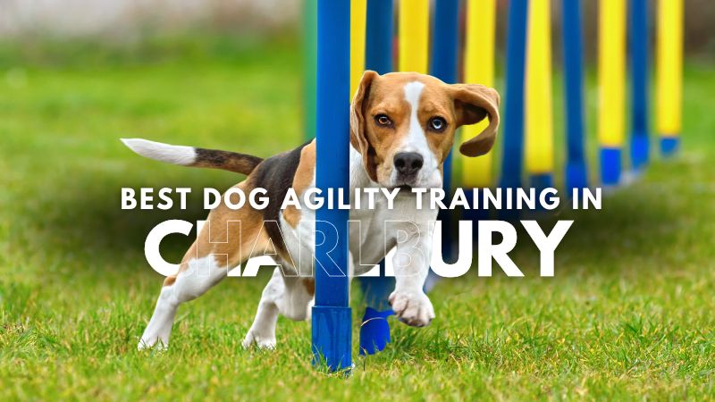 Best Dog Agility Training in Charlbury