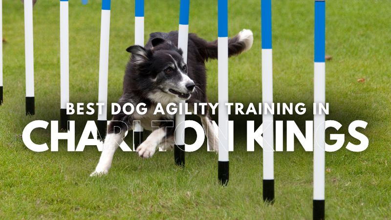 Best Dog Agility Training in Charlton Kings