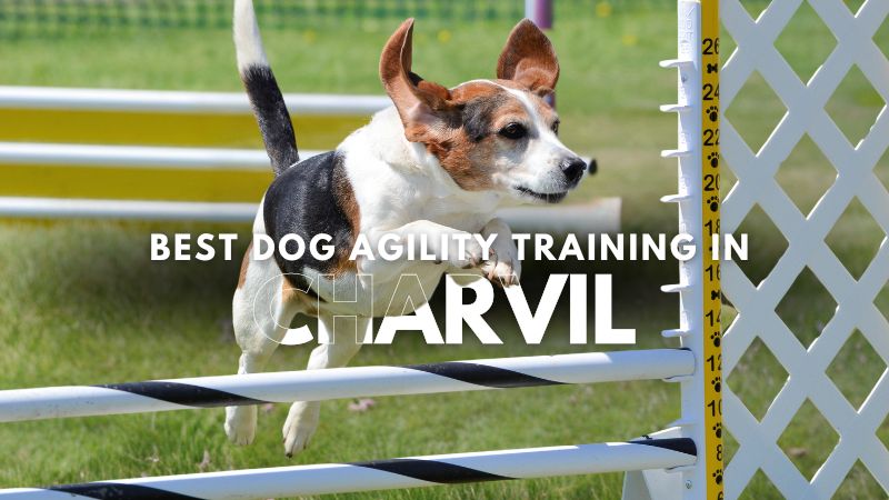 Best Dog Agility Training in Charvil