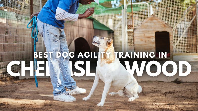 Best Dog Agility Training in Chelmsley Wood