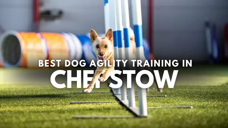 Best Dog Agility Training in Chepstow