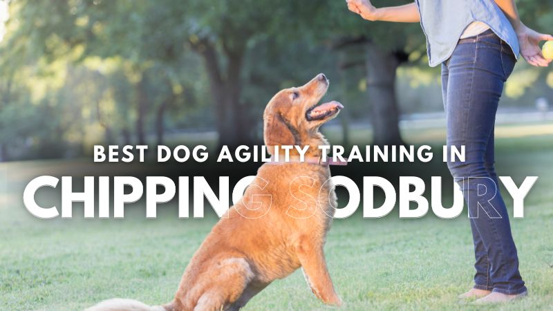 Best Dog Agility Training in Chipping Sodbury