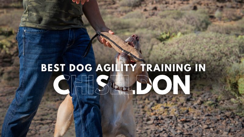 Best Dog Agility Training in Chiseldon