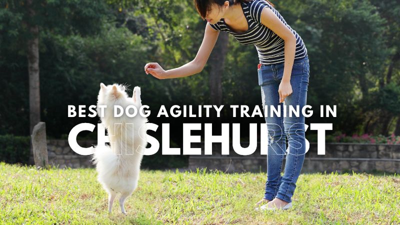 Best Dog Agility Training in Chislehurst