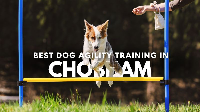 Best Dog Agility Training in Chobham