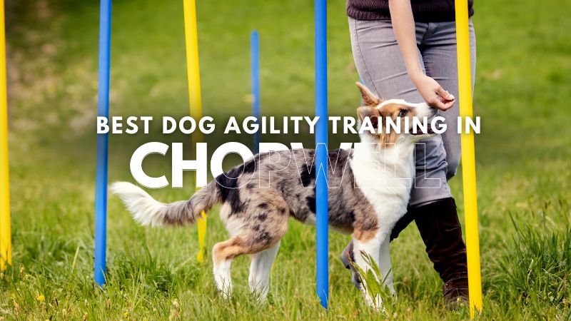 Best Dog Agility Training in Chopwell