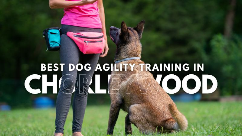 Best Dog Agility Training in Chorleywood