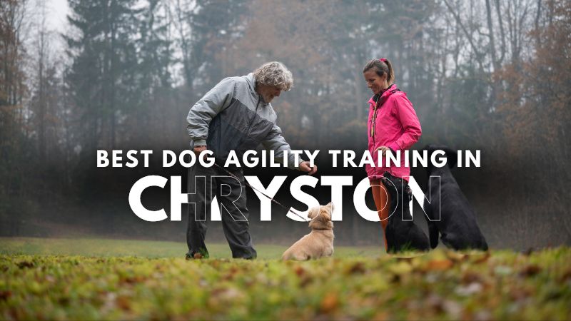 Best Dog Agility Training in Chryston