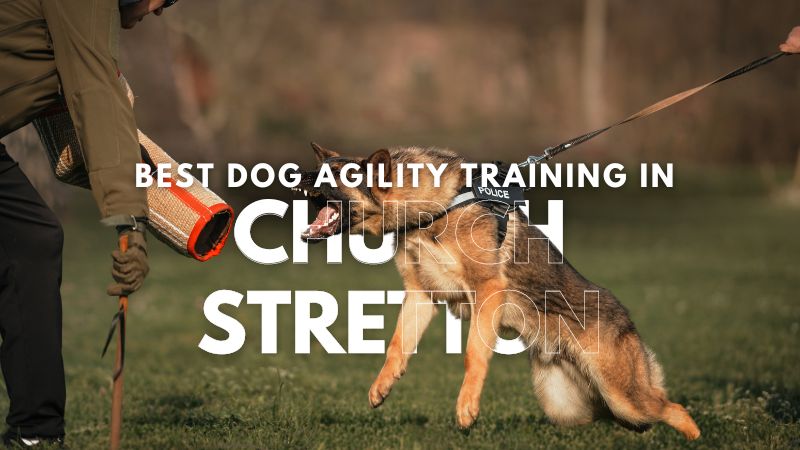 Best Dog Agility Training in Church Stretton