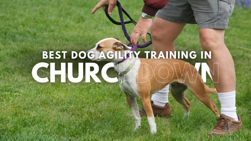 Best Dog Agility Training in Churchdown