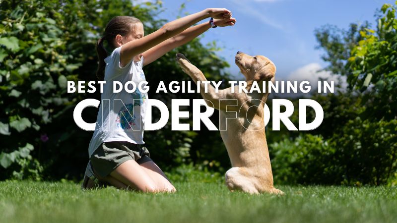 Best Dog Agility Training in Cinderford