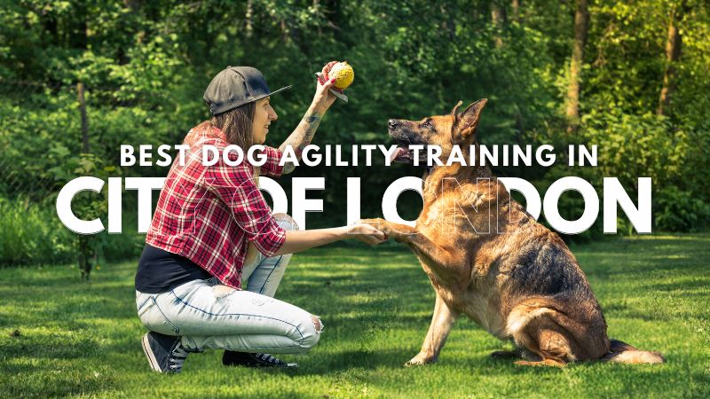 Best Dog Agility Training in City Of London